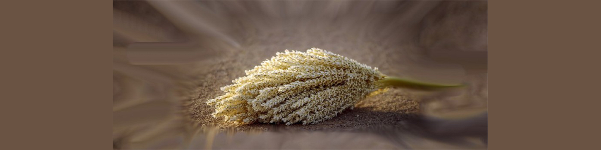 palm pollen