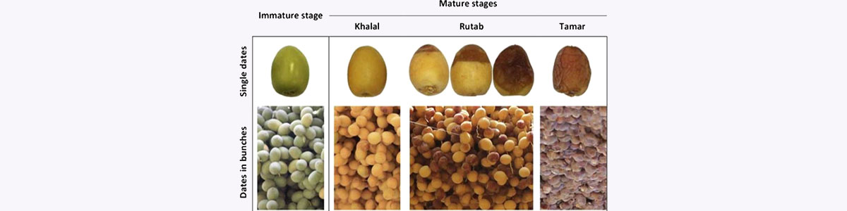 Stages of dates